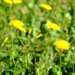 détox de printemps