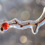 alliés naturels pour affronter l'hiver sans être malade