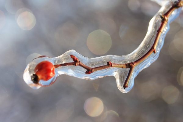 alliés naturels pour affronter l'hiver sans être malade